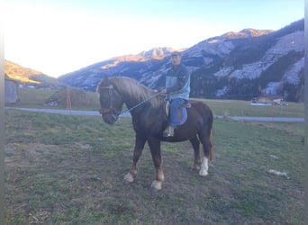 dutch coldblood, Gelding, 6 years, 16.2 hh, Chestnut