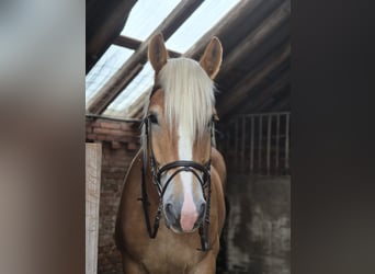 dutch coldblood, Gelding, 6 years, 16 hh, Chestnut-Red