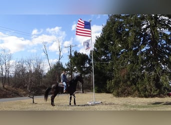 dutch coldblood, Gelding, 9 years, 17 hh, Black