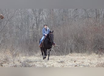 dutch coldblood, Gelding, 9 years, 17 hh, Black