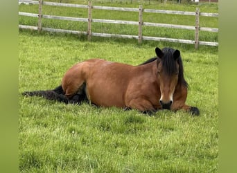 dutch coldblood Mix, Mare, 11 years, 15,2 hh, Brown
