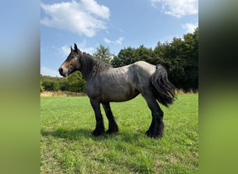 dutch coldblood, Mare, 11 years, 16,2 hh, Grey-Blue-Tan