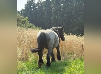 dutch coldblood, Mare, 11 years, 16,2 hh, Grey-Blue-Tan