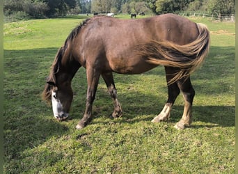 Niederländisches Kaltblut Mix, Stute, 2 Jahre, 14,1 hh, Brauner