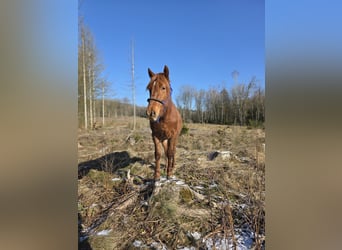 dutch coldblood Mix, Mare, 2 years, 14.2 hh, Chestnut-Red