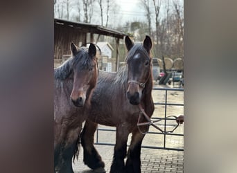 dutch coldblood, Mare, 3 years, 16 hh, Bay