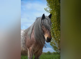 dutch coldblood, Mare, 6 years, 16 hh, Gray-Red-Tan