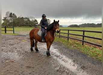 dutch coldblood Mix, Mare, 8 years, 15,1 hh, Brown