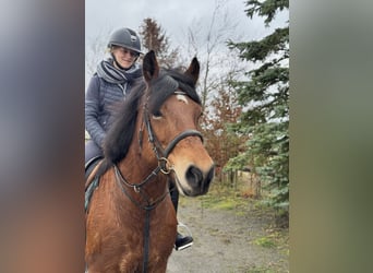 dutch coldblood Mix, Mare, 8 years, 15,1 hh, Brown