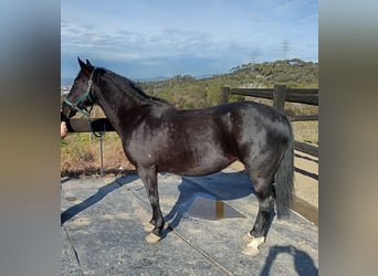 dutch coldblood, Mare, 9 years, 16,1 hh, Black