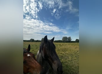 dutch coldblood, Stallion, 4 years, 16.2 hh