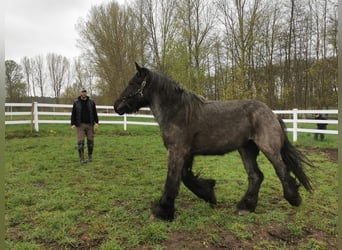 dutch coldblood, Stallion, 4 years, 16.2 hh