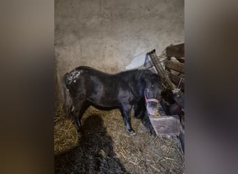 dutch coldblood, Stallion, 1 year, 11,1 hh, Chestnut
