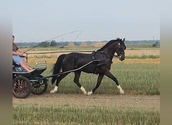 Tuigpaard, Wallach, 10 Jahre, 16,1 hh, Rotbrauner