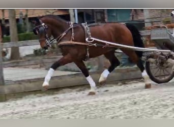 Tuigpaard, Wallach, 10 Jahre, 16,1 hh, Rotbrauner