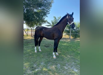 Tuigpaard, Wallach, 10 Jahre, 16,1 hh, Rotbrauner