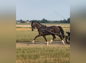 Tuigpaard, Wallach, 10 Jahre, 16,1 hh, Rotbrauner