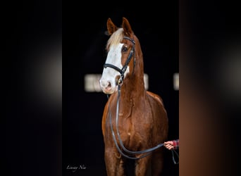 Dutch Tuigpaard, Gelding, 12 years, 17,3 hh, Chestnut