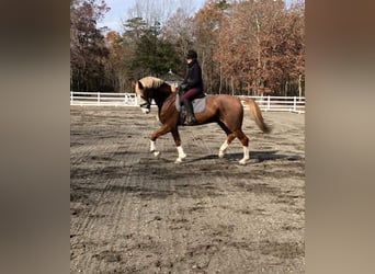 Dutch Tuigpaard, Gelding, 12 years, 17,3 hh, Chestnut