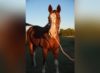 Dutch Tuigpaard, Gelding, 34 years, 15,2 hh, White