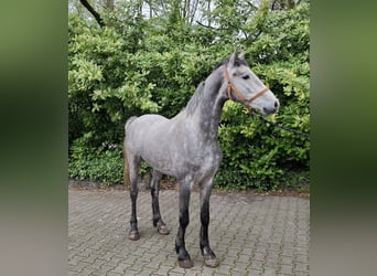Dutch Tuigpaard Mix, Gelding, 3 years, 16.2 hh, Grey-Blue-Tan