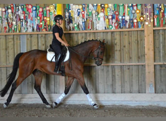 Dutch Tuigpaard, Gelding, 4 years, 16.3 hh, Brown