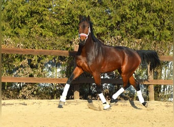 Dutch Tuigpaard, Gelding, 4 years, 16.3 hh, Brown
