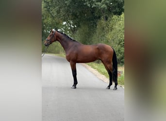 Dutch Tuigpaard, Gelding, 4 years, 16.3 hh, Brown