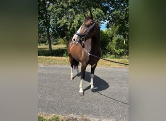Dutch Tuigpaard, Gelding, 5 years, 15.3 hh, Bay-Dark