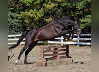 Dutch Tuigpaard, Gelding, 6 years, 16.2 hh, Bay-Dark