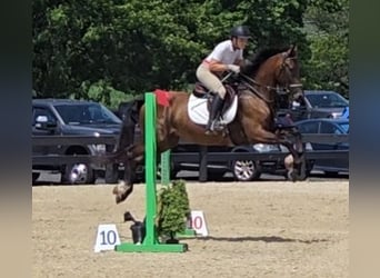 Dutch Tuigpaard, Gelding, 6 years, 16.2 hh, Bay-Dark