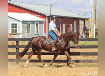 Dutch Tuigpaard, Gelding, 6 years, 16 hh, Chestnut