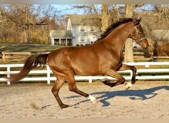 Dutch Tuigpaard, Gelding, 6 years, 16,2 hh, Bay-Dark