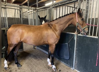 Dutch Tuigpaard, Mare, 10 years, 15,2 hh, Brown