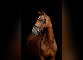 Dutch Tuigpaard, Mare, 10 years, 15,2 hh, Brown