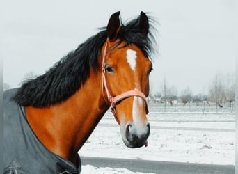 Dutch Tuigpaard, Mare, 10 years, 15,2 hh, Brown