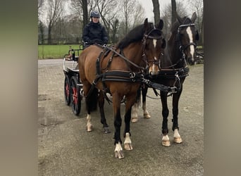 Dutch Tuigpaard, Mare, 10 years, 15,2 hh, Brown