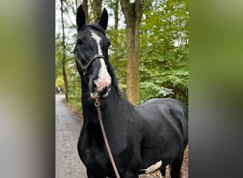 Dutch Tuigpaard Mix, Mare, 16 years, 16,2 hh, Black