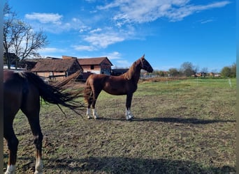 Dutch Tuigpaard, Mare, 1 year, 16 hh, Chestnut-Red
