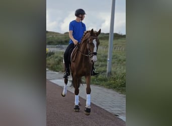 Dutch Tuigpaard, Mare, 3 years, 16.1 hh, Chestnut-Red