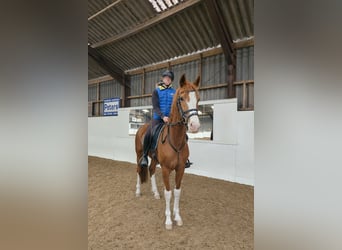 Dutch Tuigpaard, Mare, 4 years, 15.1 hh, Chestnut-Red