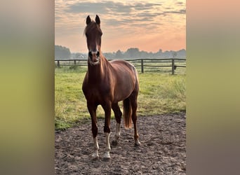 Dutch Tuigpaard, Mare, 8 years, 16,1 hh, Chestnut-Red