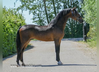 Dutch Tuigpaard Mix, Stallion, 3 years, 16 hh, Bay-Dark