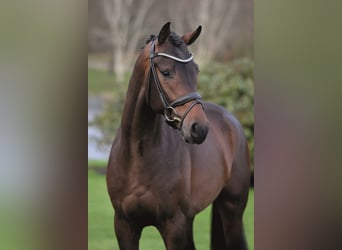 Koń westfalski, Ogier, 9 lat, 172 cm, Gniada