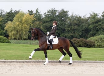 Westfaliano, Semental, 9 años, 172 cm, Castaño