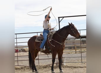 American Quarter Horse, Ruin, 12 Jaar, 160 cm, Roan-Bay, in Fort Collins