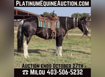 Quarter horse américain, Hongre, 11 Ans, Tobiano-toutes couleurs, in Keene TX,