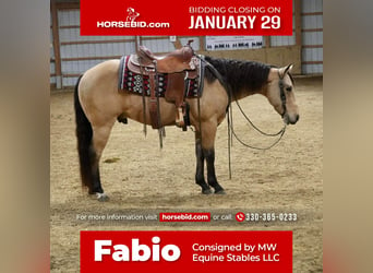 American Quarter Horse, Gelding, 5 years, 15 hh, Buckskin, in Fresno,
