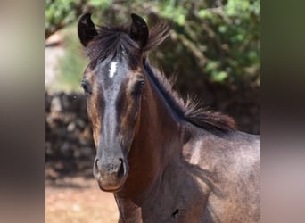 Andalusian, Gelding, 2 years, 14.2 hh, Gray, in Mallorca,