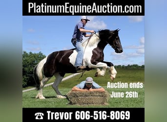 Friesian horses, Mare, 5 years, 16 hh, Tobiano-all-colors, in Whitley City, KY,